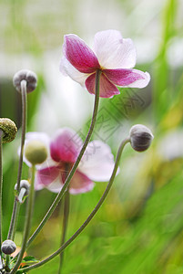 Anemone日本花图片