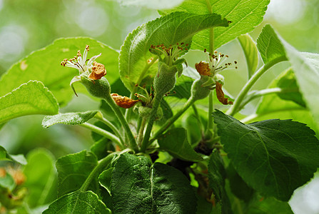 苹果树水果产品果园阳光植物园艺绿色灯笼裤饮食花蜜图片