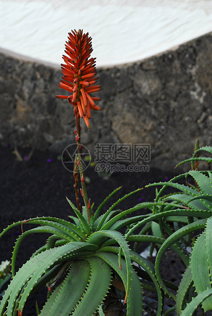 芦荟花生长植物学治疗皮肤植物群养分民间医学愈合晴天家庭医学图片