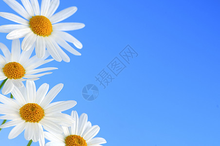 蓝色背景的黛西花朵花瓣生长天空生活植物群野花植物学荒野喜悦快乐图片