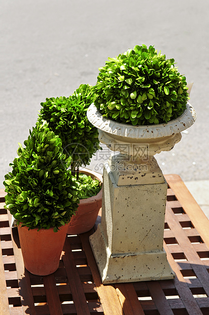 改良绿色植物露台晴天后院黏土播种机植物家具风格园艺装潢图片