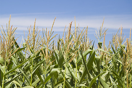 角字段食物农场归档绿色天空玉米农村场地生态水平背景图片