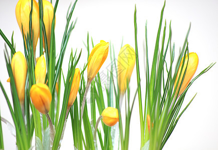 黄黄面水仙花朵植物绿色花园白色黄色水仙花图片