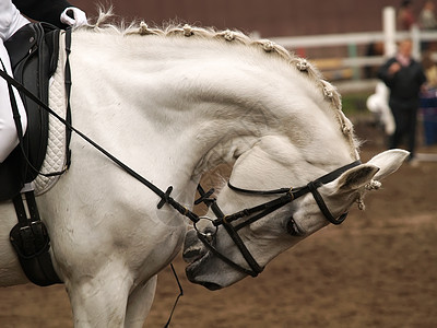 一匹马的头舞步马厩马匹体育场马术骑术白色手套运动斑纹图片