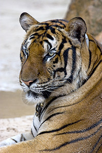 老虎动物打猎毛皮野生动物濒危条纹荒野攻击头发生物图片