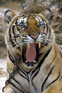 老虎攻击食肉野生动物毛皮捕食者荒野条纹猎人生物鼻子图片