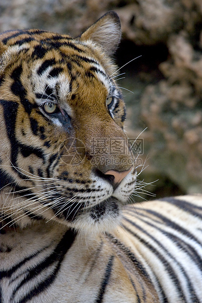 老虎毛皮打猎生物食肉鼻子猎人濒危动物园头发条纹图片