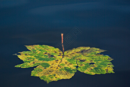 水中的叶子绿色杂草静脉漂浮折射池塘树叶蓝色飞沫墙纸图片