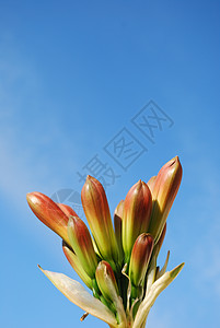 奥兰治克里维亚米尼亚塔君子兰蓝色热带植物群花粉花朵灯泡天空火炉美丽图片