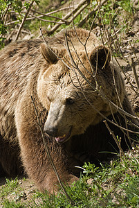 熊捕食者毛皮打猎公园荒野森林岩石食肉云杉动物图片