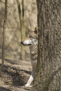 灰狼毛皮生物荒野木材食肉犬科灰色掠夺性犬类野生动物图片