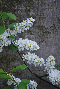 白花花树叶绿色棕色图片