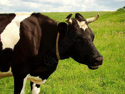 奶牛食物国家蓝色家畜农村哺乳动物天空场地草地小牛图片