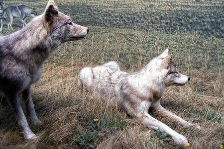 土狼犬类猎物野生动物树木打猎眼睛荒野犬科草原注意力图片