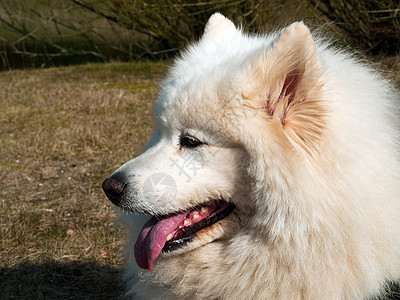 混血狗头发小狗宠物眼睛友谊白色雪橇犬类朋友气候图片