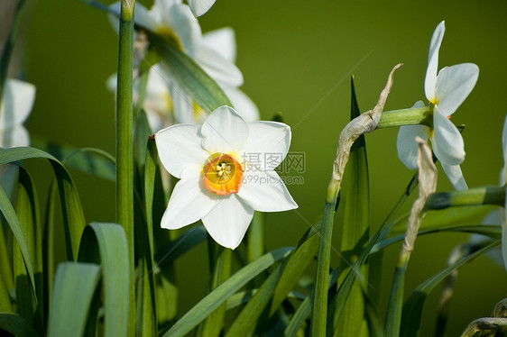 美丽的百合花宏观叶子绿色黄色花园植物群花瓣季节植物植物学图片