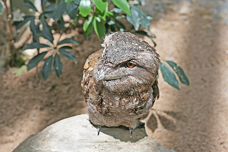 巴布亚新几内亚 Frogmouth野生动物树叶热带雨林日志雨林棕色羽毛叶子热带鸟类图片