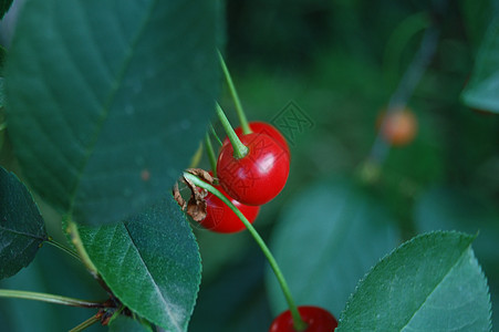 樱桃生态学水果植物群树叶生活墙纸太阳绿色红色图片