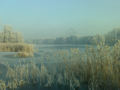 湖面视图树木芦苇白霜太阳图片