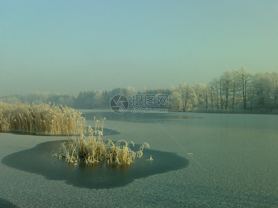 博莱斯蒂湖太阳树木芦苇白霜图片