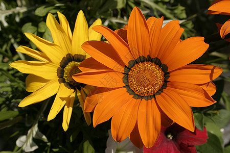 橙色和黄色花园寝具雏菊植物群植物橙子图片