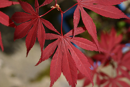 日月叶植物群红色公园墙纸花园纹理灌木叶子树叶植物图片