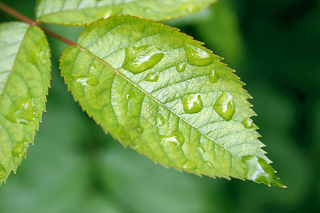 雨在树叶上图片