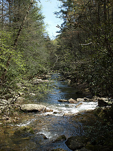 春春流溪流石头流动森林岩石旅行晴天风景自然环境图片
