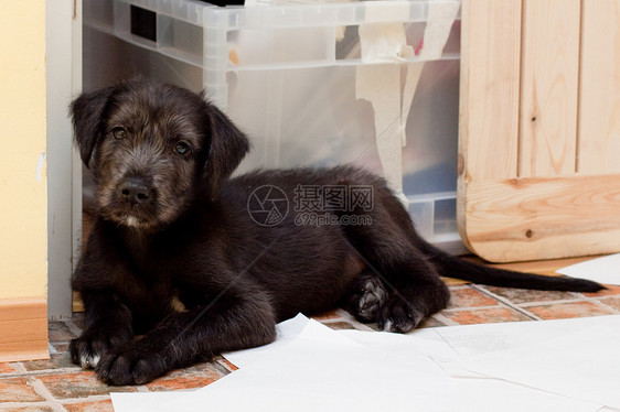 爱尔兰猎狼犬房间宠物盒子动物狼狗黄色地面眼睛黑色说谎图片