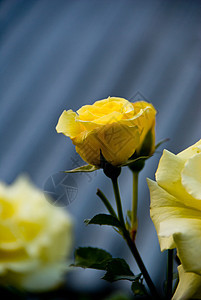 黄玫瑰装饰品花坛花束黄色花园气味背景图片