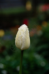 白色郁金白花坛魅力装饰花束绿色背景图片