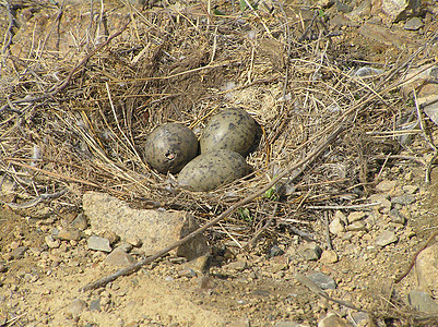 巢中的鸡蛋羽毛幼鸟木头海岸新一代年轻人野性青年地球图片
