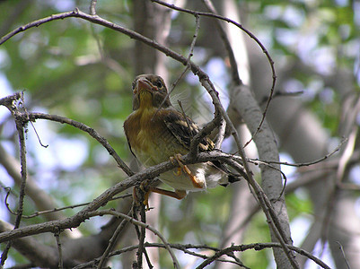 树枝上的小鸟宝宝年轻人野性青年幼鸟木头羽毛分支机构图片