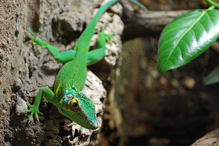 绿蜥蜴情调岩石容器动物眼睛热带异国绿色玻璃野生动物图片