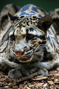 美洲豹野生动物毛皮动物哺乳动物羽毛鼻子捕食者爪子动物园眼睛图片
