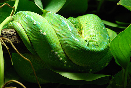 绿树动物树叶容器玻璃异国蟒蛇动物群情调动物园热带图片