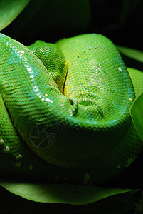 绿树动物园树叶蟒蛇玻璃动物动物群热带爬虫异国鳞片状图片