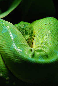 绿树蟒蛇爬虫动物热带异国容器野生动物树叶情调玻璃图片