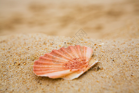 沙沙上橙色壳图片