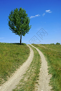 肮脏道路树图片