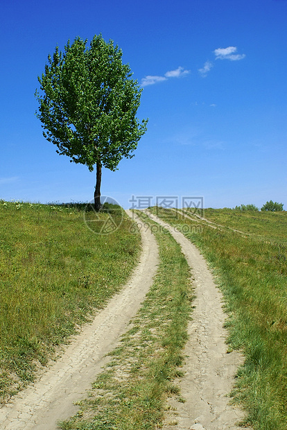 肮脏道路树图片