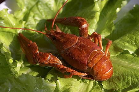 红龙虾结痂浓汤红色餐厅种皮美食钳子食物淡水盘子图片