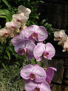 花园里的兰花紫色植物群园艺场地花瓣植物图片