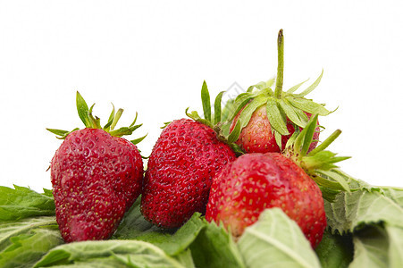 白色的草莓园艺甜点植物绿色浆果叶子花园饮食红色早餐图片