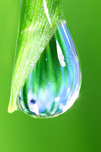 大水滴液体树叶背景宏观草地草本植物植物反射气候叶子图片