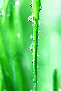 绿草地水滴反射液体阳光树叶生长背景叶子植物环境图片