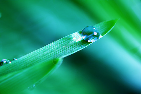 绿草地刀刃阳光宏观草本植物气候雨滴背景花园环境液体图片
