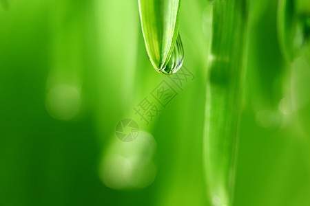 大水滴阳光叶子液体刀刃背景雨滴气候植物草地反射图片