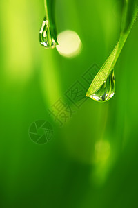 大水滴液体植物树叶花园阳光刀刃气候生长雨滴反射图片