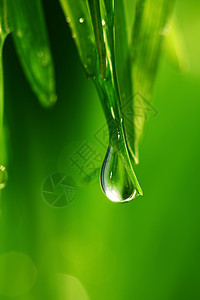 大水滴反射树叶雨滴刀刃液体生长气候植物环境草本植物图片
